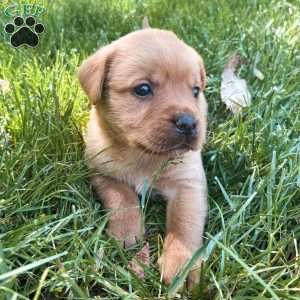 Star, Fox Red Labrador Retriever Puppy